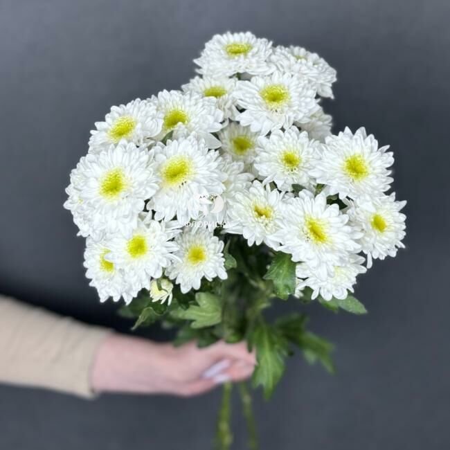 Хризантема кустовая &laquo;Команндер&raquo;