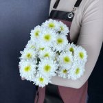 Хризантема кустовая &laquo;Команндер&raquo;