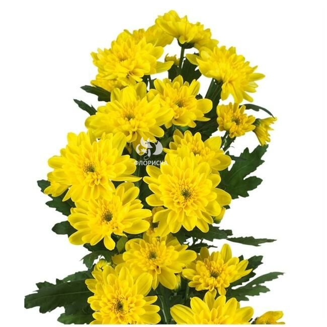 Хризантема кустовая &laquo;Балтика жёлтая&raquo;