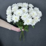 Хризантема кустовая &laquo;Балтика&raquo;