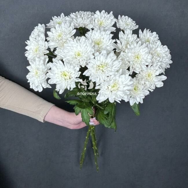 Хризантема кустовая &laquo;Балтика&raquo;