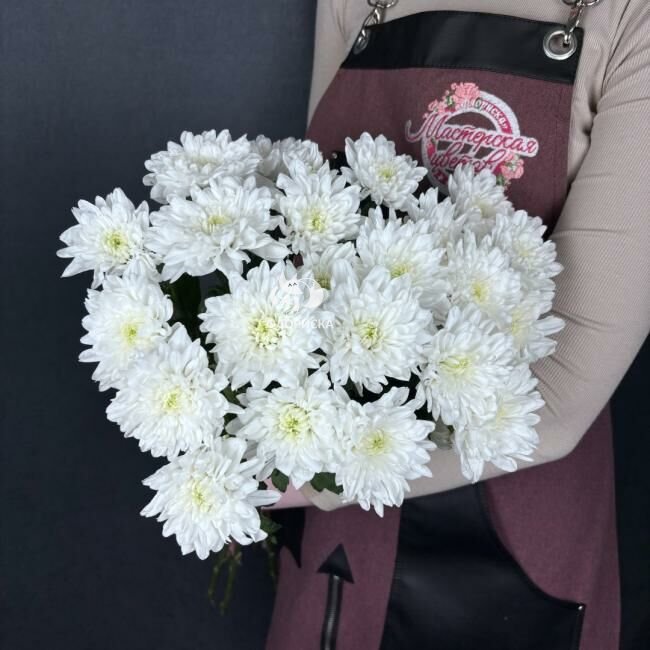 Хризантема кустовая &laquo;Балтика&raquo;