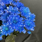 Хризантема кустовая &laquo;Алтай Синий&raquo;