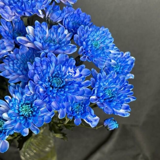 Хризантема кустовая &laquo;Алтай Синий&raquo;