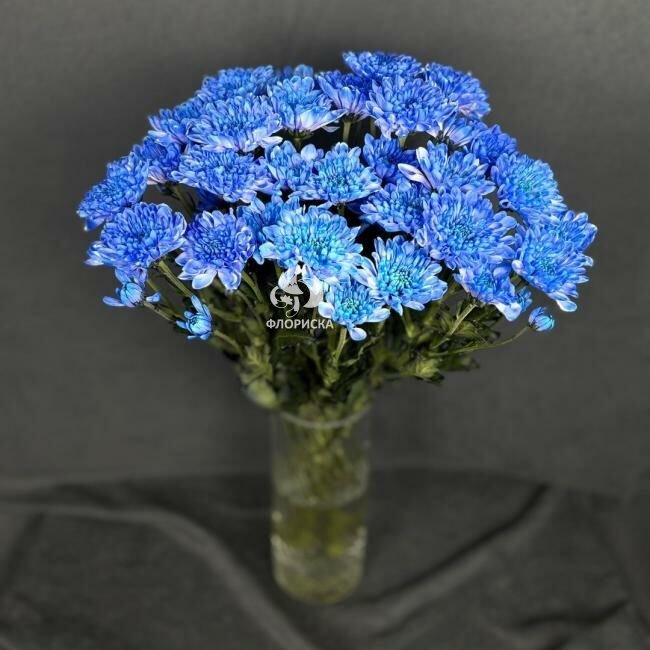 Хризантема кустовая &laquo;Алтай Синий&raquo;