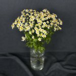 Ромашка &laquo;Кустовая&raquo;