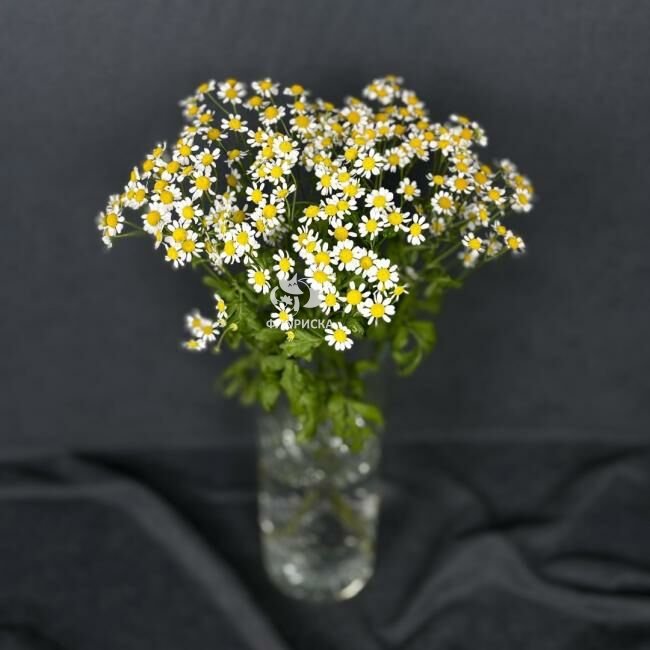 Ромашка &laquo;Кустовая&raquo;