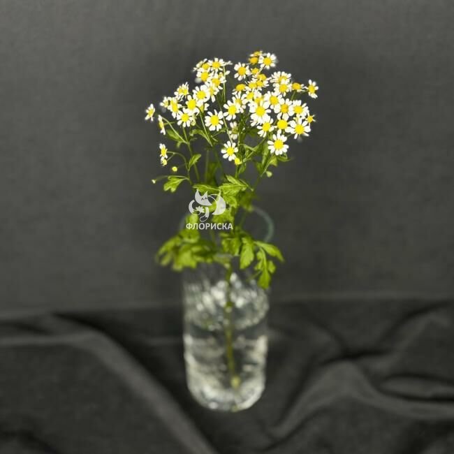 Ромашка &laquo;Кустовая&raquo;