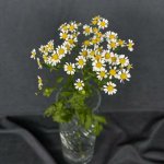 Ромашка &laquo;Кустовая&raquo;