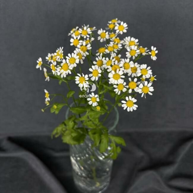 Ромашка &laquo;Кустовая&raquo;