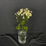 Ромашка &laquo;Кустовая&raquo;