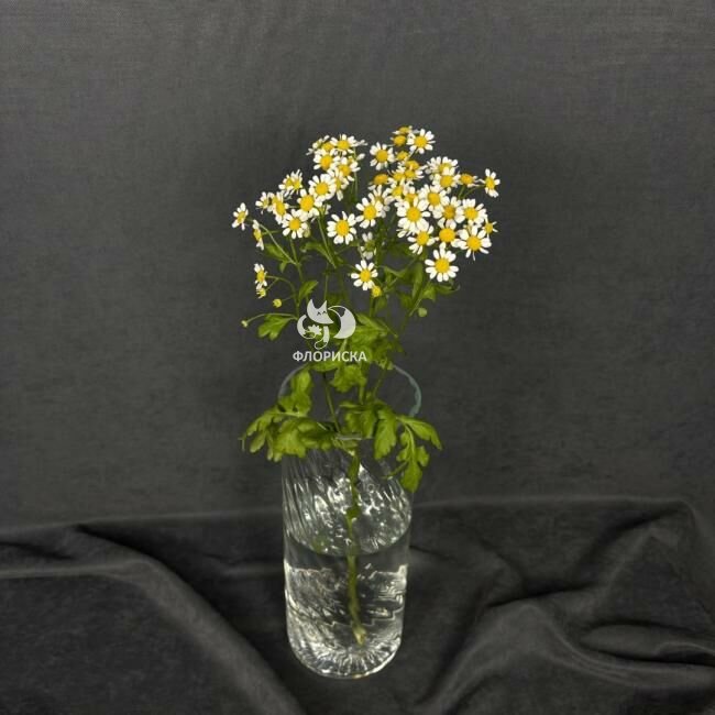 Ромашка &laquo;Кустовая&raquo;