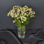 Ромашка &laquo;Кустовая&raquo;