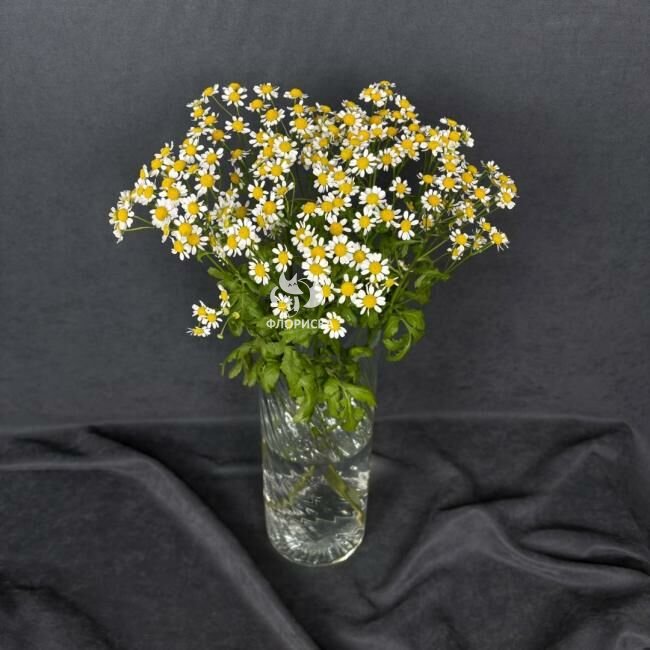 Ромашка &laquo;Кустовая&raquo;