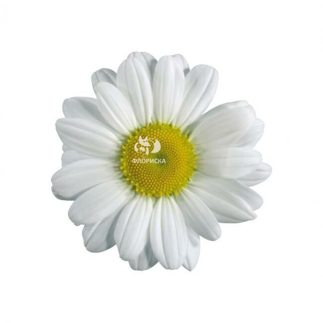 Ромашка &laquo;Крупная&raquo;