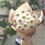 Ромашка &laquo;Крупная&raquo;