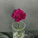 Гвоздика бордовая &laquo;Тёмная&raquo;