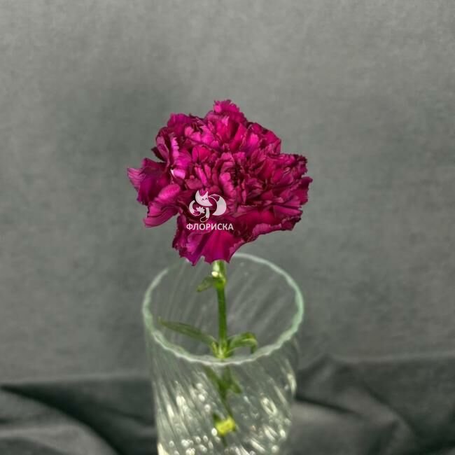 Гвоздика бордовая &laquo;Тёмная&raquo;