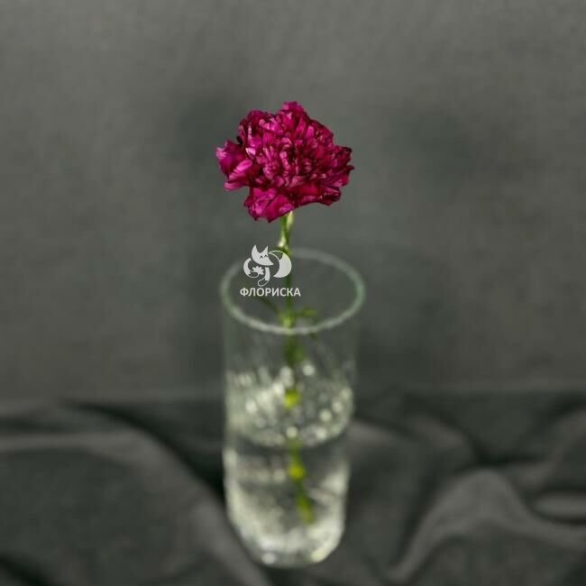 Гвоздика бордовая &laquo;Тёмная&raquo;