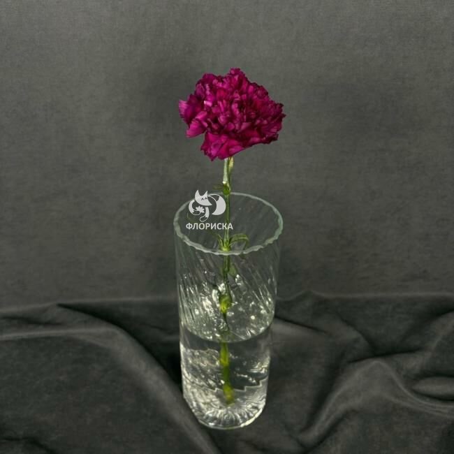 Гвоздика бордовая &laquo;Тёмная&raquo;