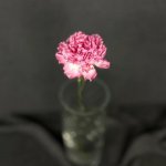 Гвоздика &laquo;Розовая&raquo;