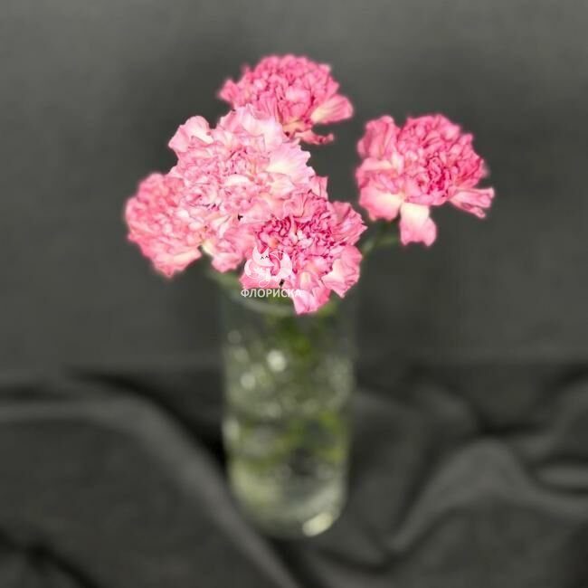 Гвоздика &laquo;Розовая&raquo;