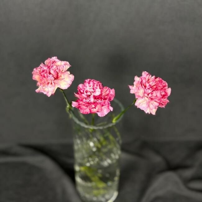 Гвоздика &laquo;Розовая&raquo;