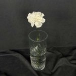 Гвоздика &laquo;Белая&raquo;