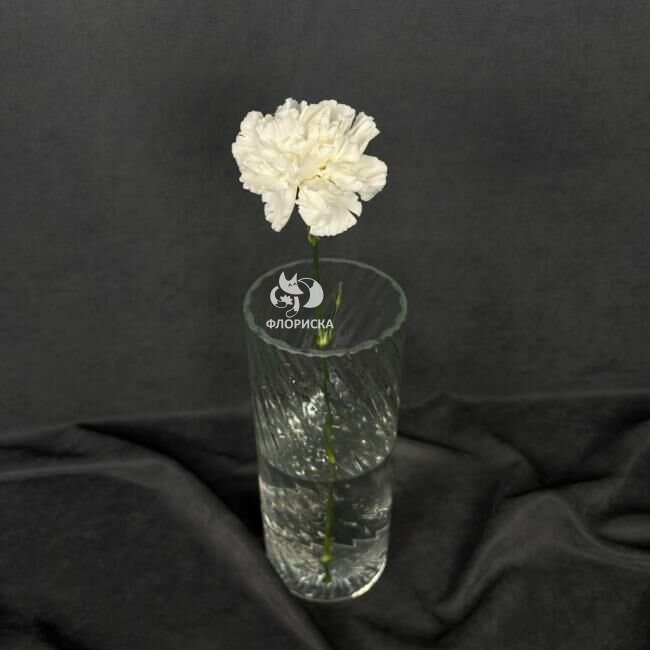 Гвоздика &laquo;Белая&raquo;