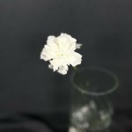 Гвоздика &laquo;Белая&raquo;