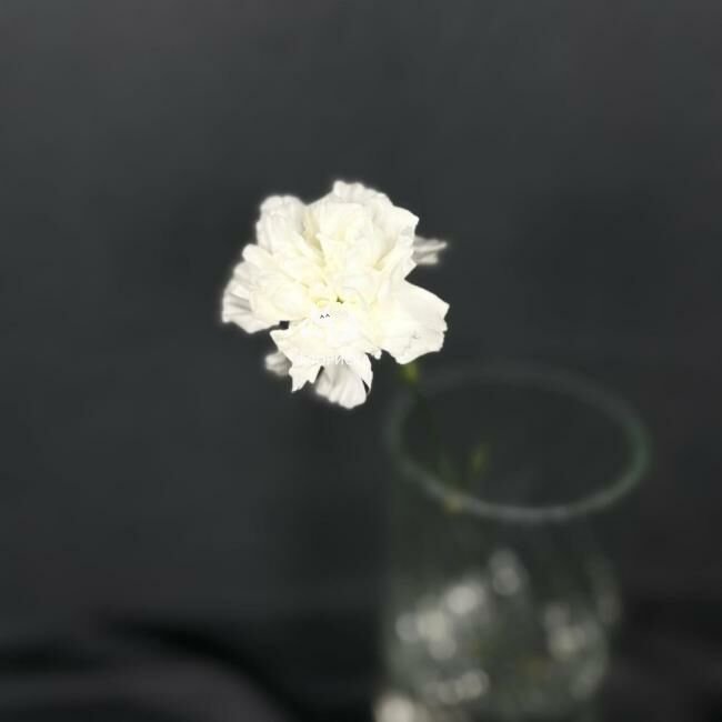 Гвоздика &laquo;Белая&raquo;