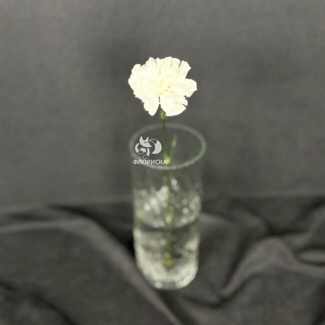 Гвоздика &laquo;Белая&raquo;