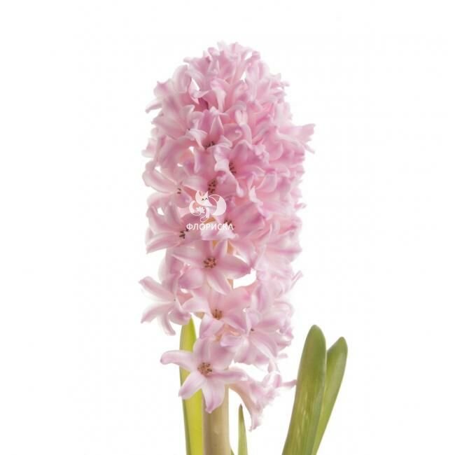Гиацинт &laquo;Нежно-Розовый&raquo;