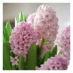 Гиацинт &laquo;Нежно-Розовый&raquo;