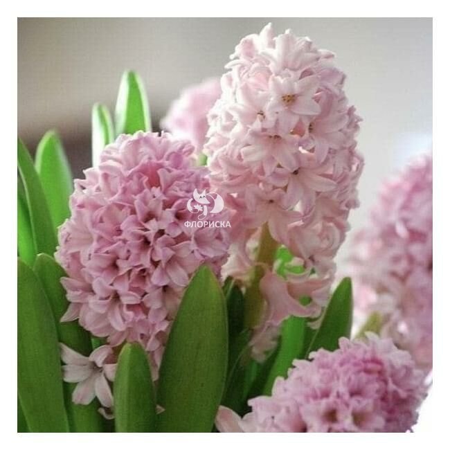 Гиацинт &laquo;Нежно-Розовый&raquo;