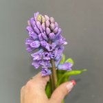 Гиацинт &laquo;Фиолетовый&raquo;