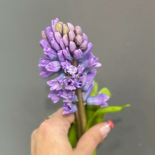 Гиацинт &laquo;Фиолетовый&raquo;