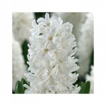 Гиацинт &laquo;Белый&raquo;