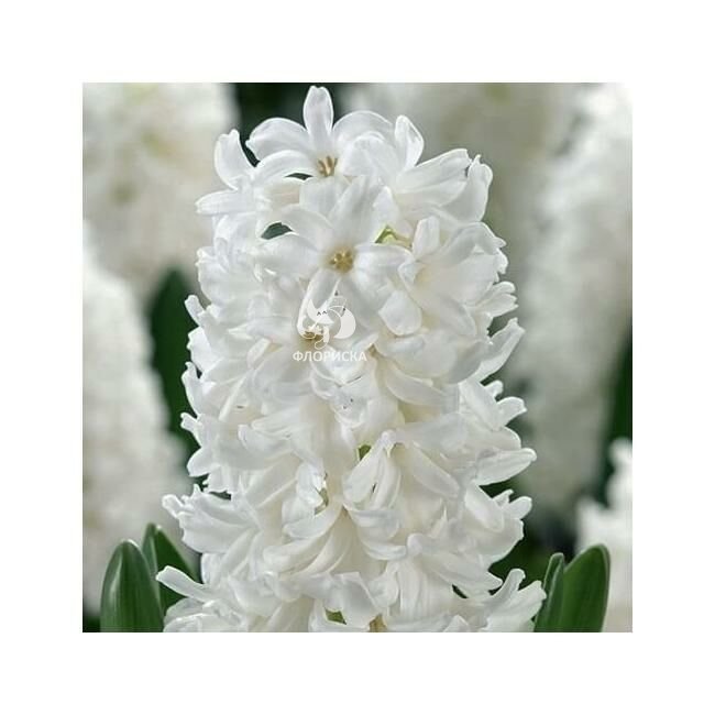 Гиацинт &laquo;Белый&raquo;