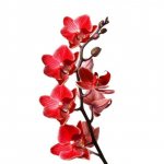 Орхидея &laquo;Красная&raquo;