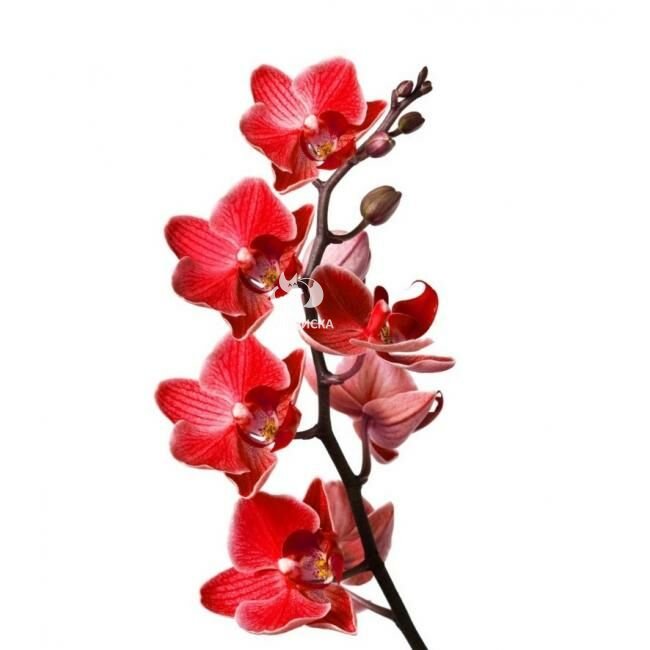Орхидея &laquo;Красная&raquo;