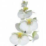 Орхидея &laquo;Белая&raquo;