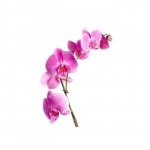 Орхидея &laquo;Розовая&raquo;