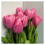 Тюльпан &laquo;Розовый&raquo;