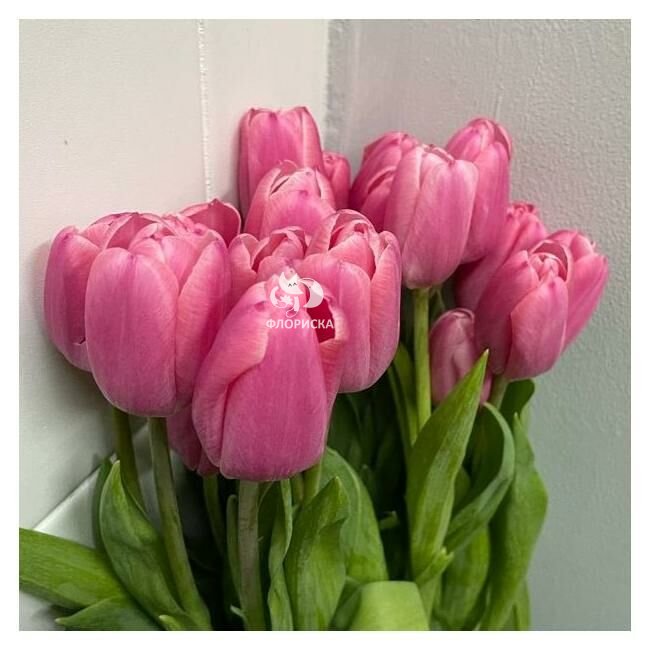 Тюльпан &laquo;Розовый&raquo;