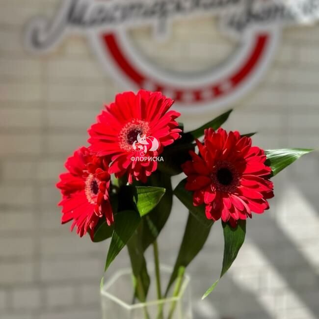 Гербера &laquo;Красная&raquo;