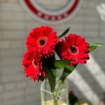 Гербера &laquo;Красная&raquo;