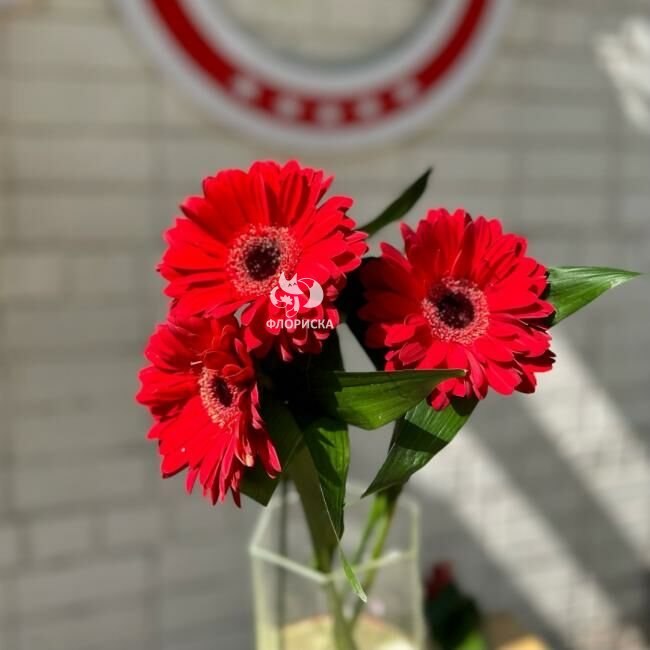 Гербера &laquo;Красная&raquo;