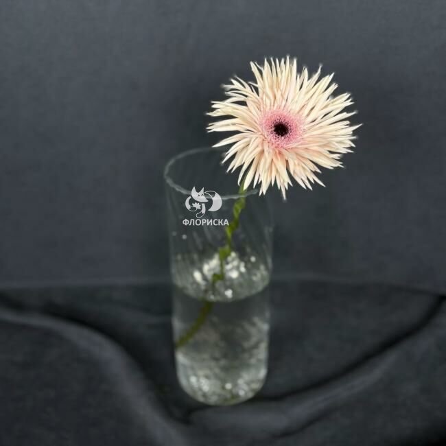 Гербера &laquo;Розовая&raquo;