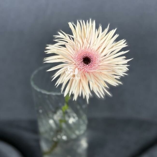 Гербера &laquo;Розовая&raquo;